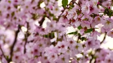 自然视频特写日本樱花在樱花树上是风盛开春季节，4K或UHD分辨率